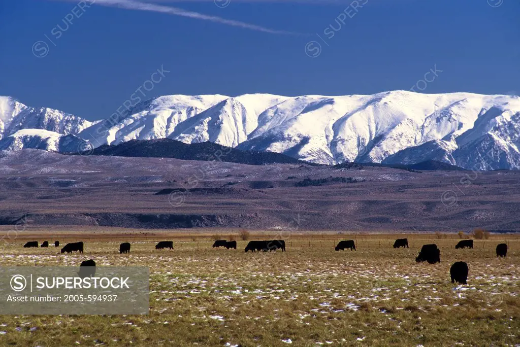 Cattle grazing in a field with snow covered mountains in the background, White Mountains, Californian Sierra Nevada, California, USA