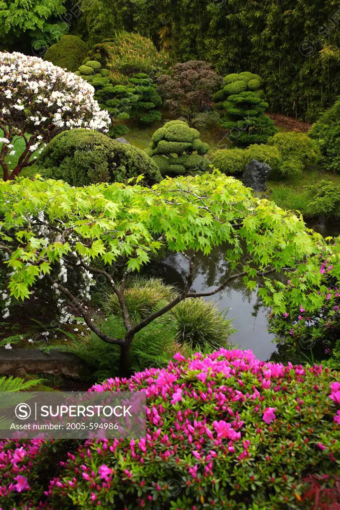 Azelea Bloom,Sunken Garden, Japanese Tea Garden, San Francisco, California