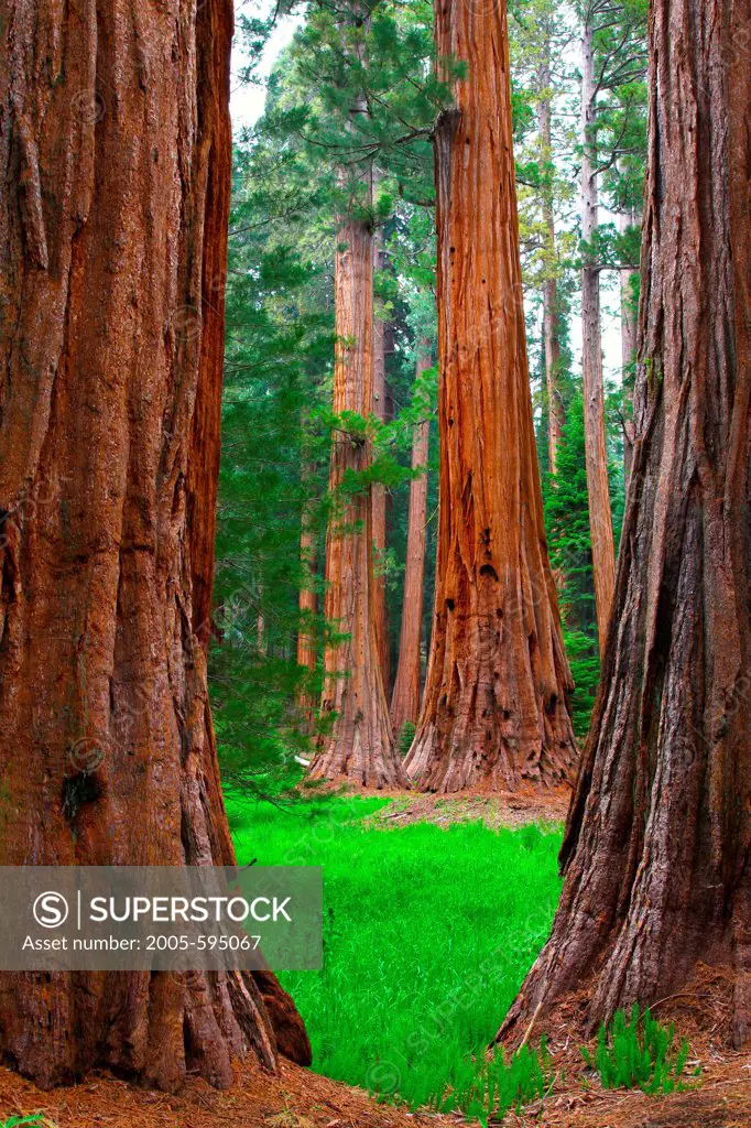 USA, California, Sequoia National Park, Grants Forest Area, Giant Sequoias along Round Meadow