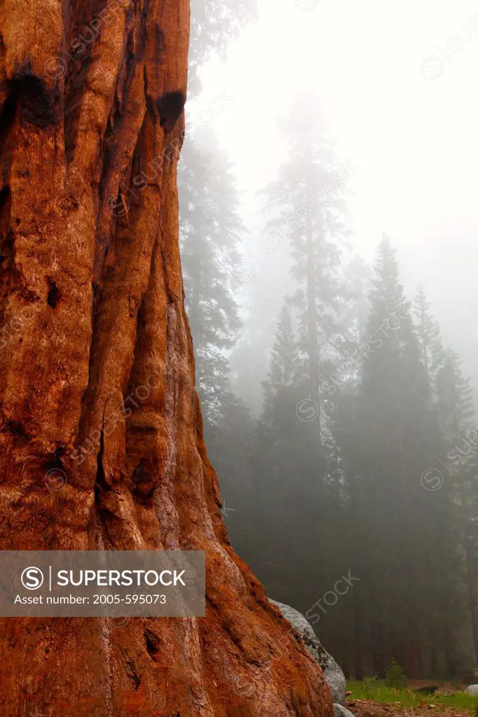 USA, California, Sequoia National Park, Grants Forest Area, Giant Sequoias shrouded in fog