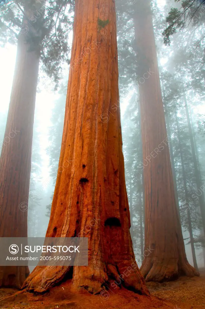 USA, California, Sequoia National Park, Grants Forest Area, Giant Sequoias shrouded in fog