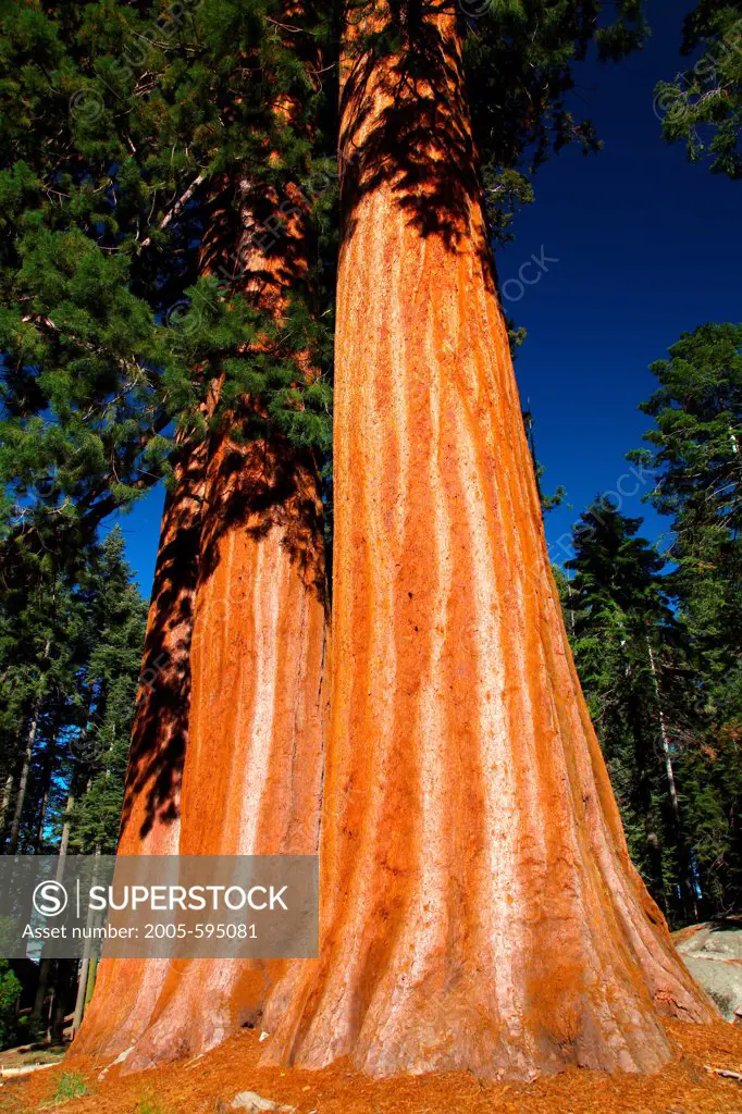 USA, California, Sequoia National Park, Grants Forest Area, Three Graces Giant Sequoias