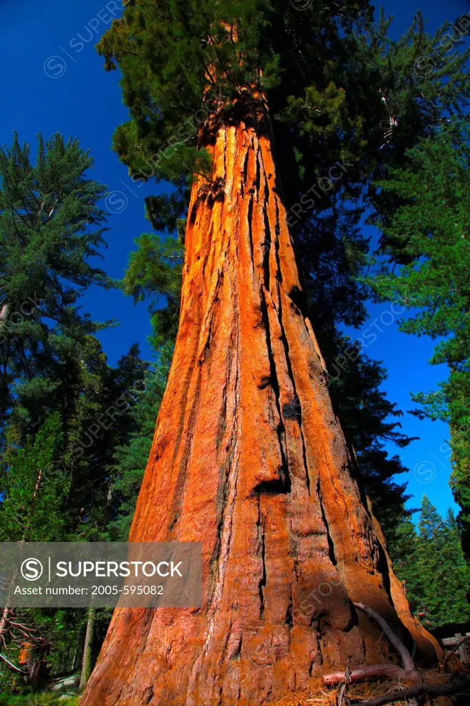 USA, California, Sequoia National Park, Grants Forest Area, Giant Sequoia