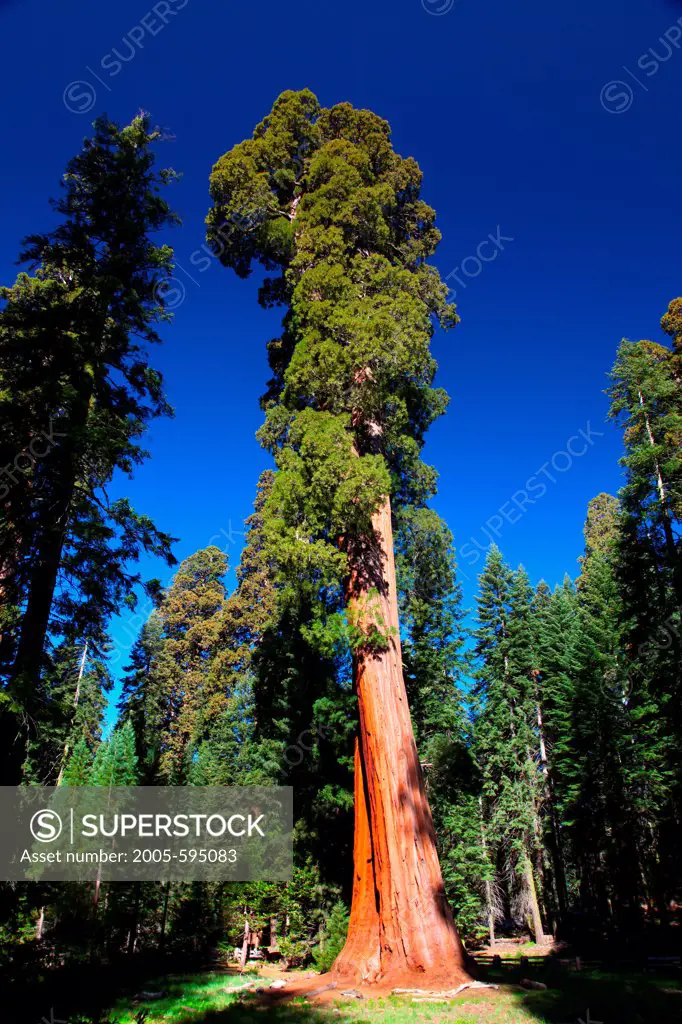 USA, California, Sequoia National Park, Grants Forest Area, Giant Sequoia