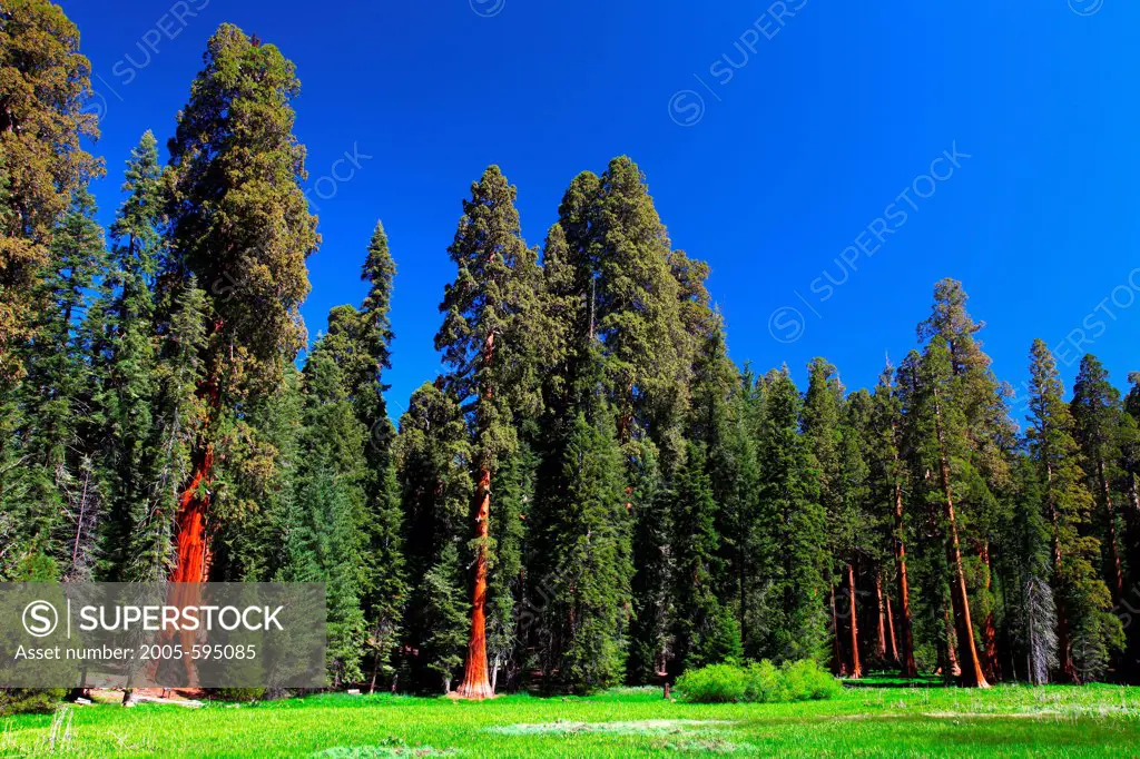 USA, California, Sequoia National Park, Grants Forest Area, Giant Sequoias along Round Meadow