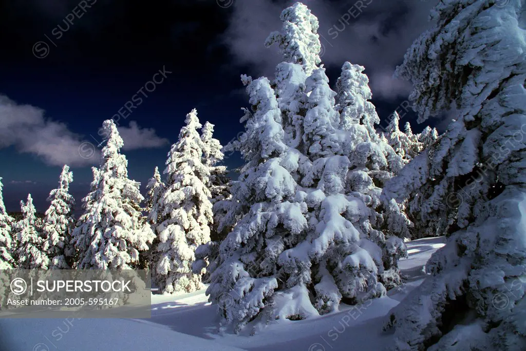 USA, California, San Gabriel Mountains, Blue Ridge, Snow-Covered Pines