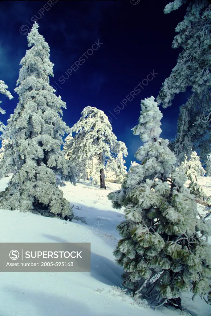 USA, California, San Gabriel Mountains, Blue Ridge, Snow-Covered Pines