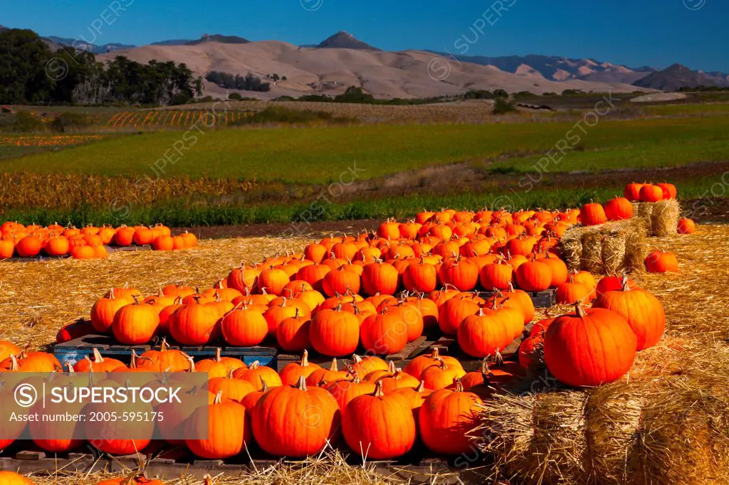 USA, California, San Luis Obispo County, Landscape with pumpkins