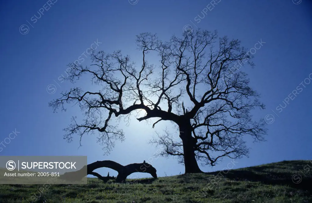 Tree on a hill, St. Lucia Mountains, California, USA