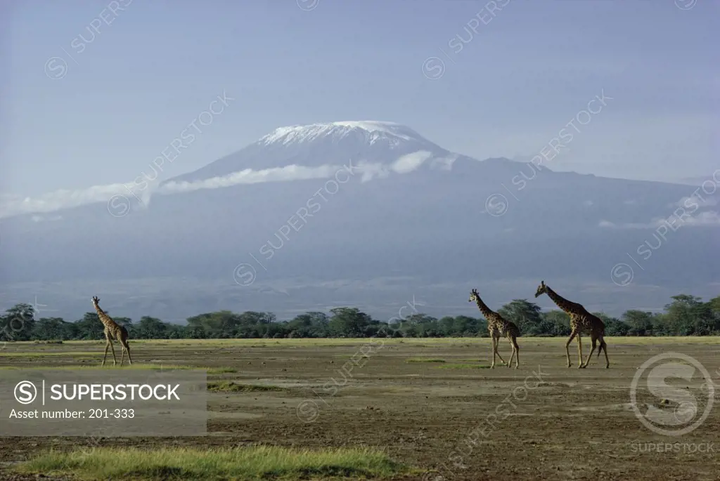 Giraffes  Mount Kilimanjaro  Tanzania
