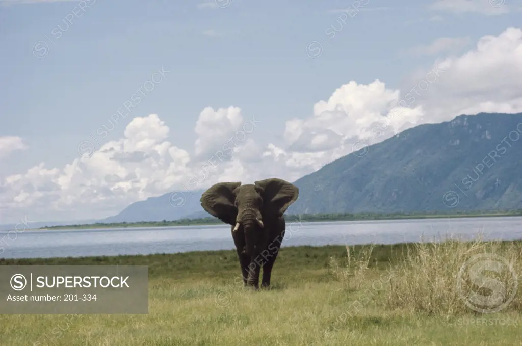 Wild African Elephant, Kenya