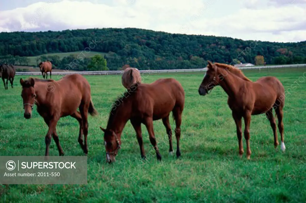 Horses on a grassy field, Dutchess County, New York, USA