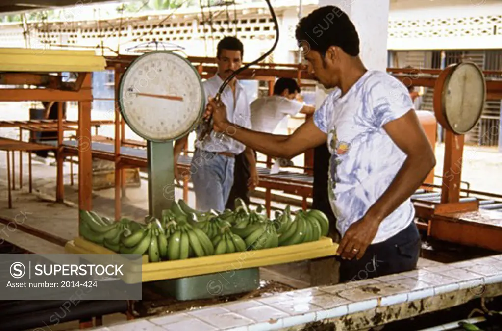 Ecuador, man washing bananas on banana plantation