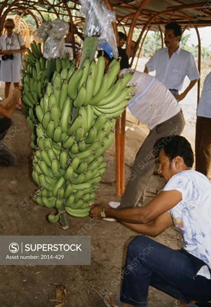 Banana PlantationEcuador