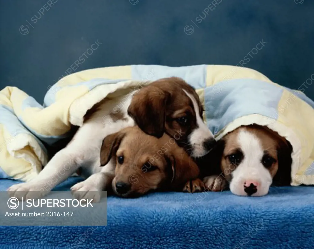 Portrait of puppies lying together covered with a blanket
