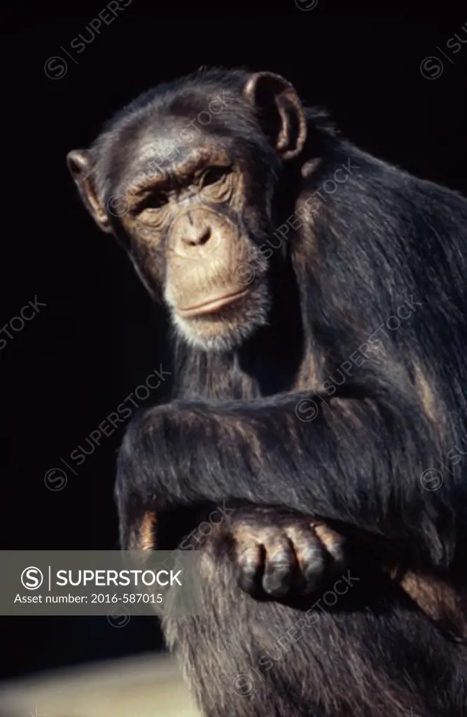 ChimpanzeeSan Francisco ZooSan FranciscoCaliforniaUSA