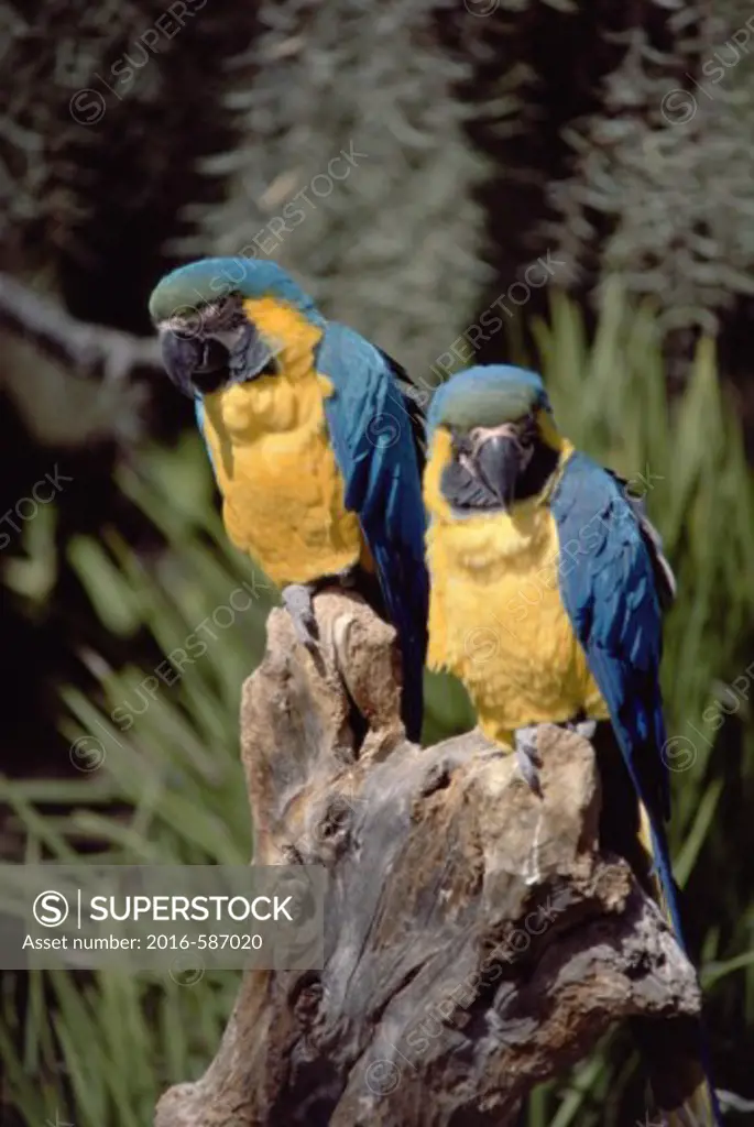 Close-up of two Blue and Gold Macaws (Ara Ararauna) perching on a tree stump, Sea World, San Diego, California, USA