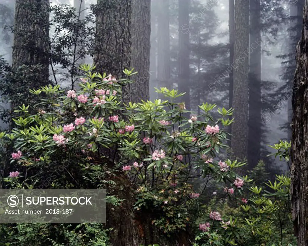 Rhododendrons in a forest, Redwood National Park, California, USA