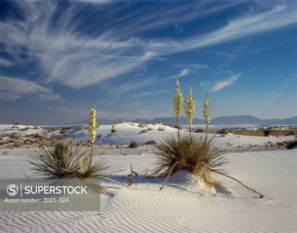 Panoramic view of a landscape, Yuccas, White Sands National Monument, New Mexico, USA
