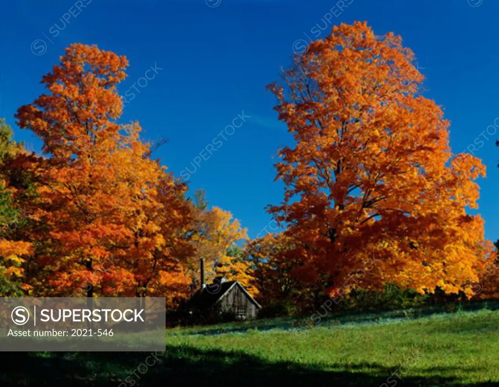 Trees turning orange in fall, Jaffrey, New Hampshire, USA