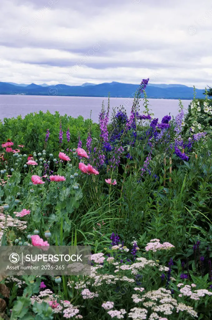 Flowers at the lakeside, Lake Champlain, New York-Vermont Border, USA