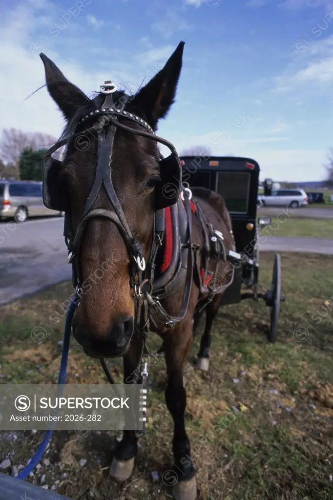 Close-up of a horsedrawn carriage, Lancaster, Pennsylvania, USA