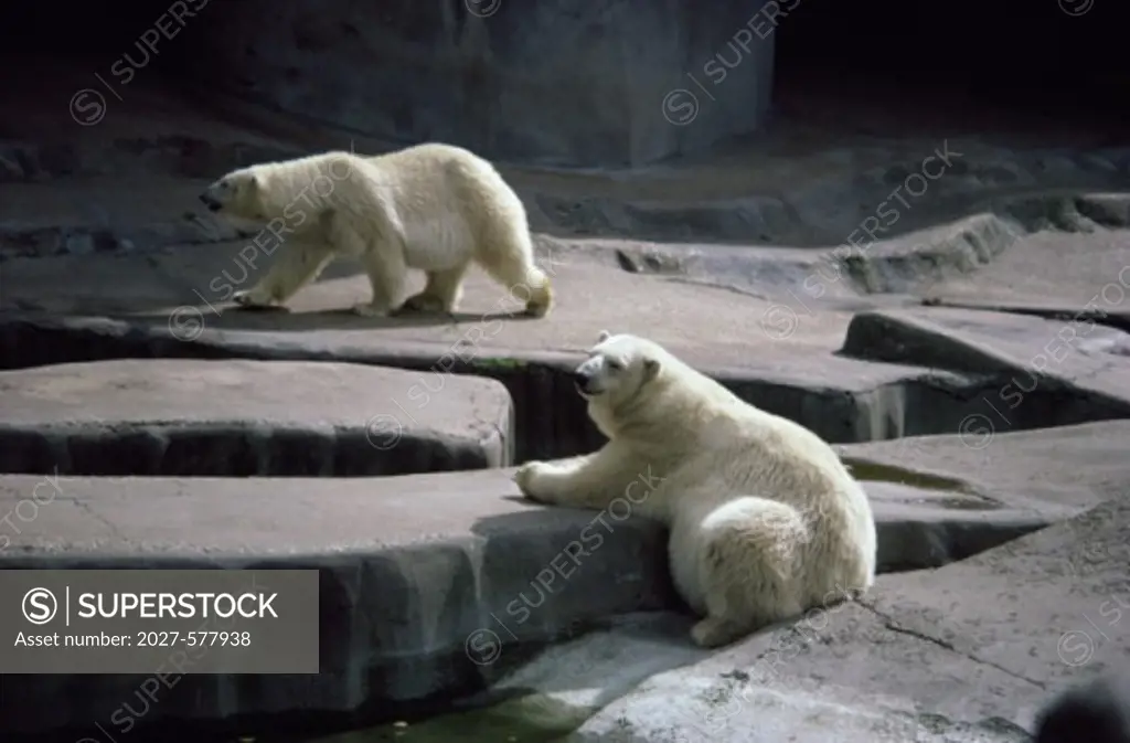 Polar BearsParis ZooParisFrance
