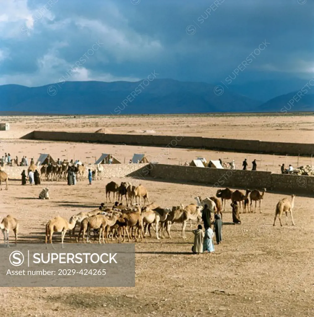 Camel Auction Goulimime Morocco