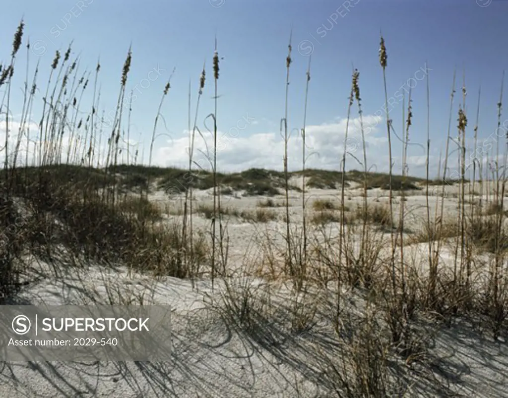 Sea Oats New Smyrna Beach Florida USA