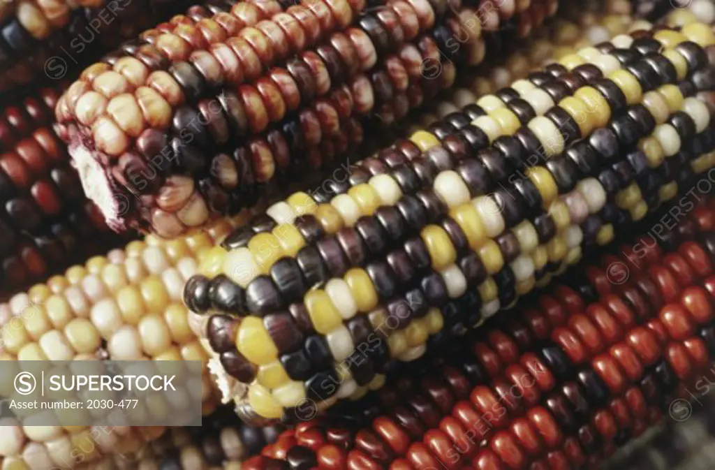 Close-up of Indian Corn