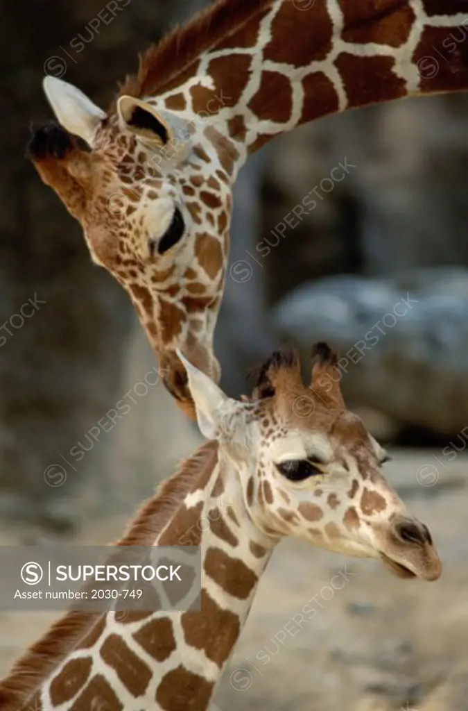 An adult and a young Giraffe