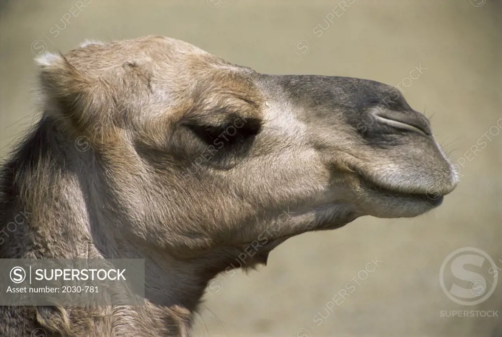 Close-up of a Camel