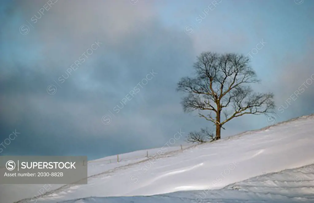 Bare tree in a snow covered field, Johnson, Vermont, USA