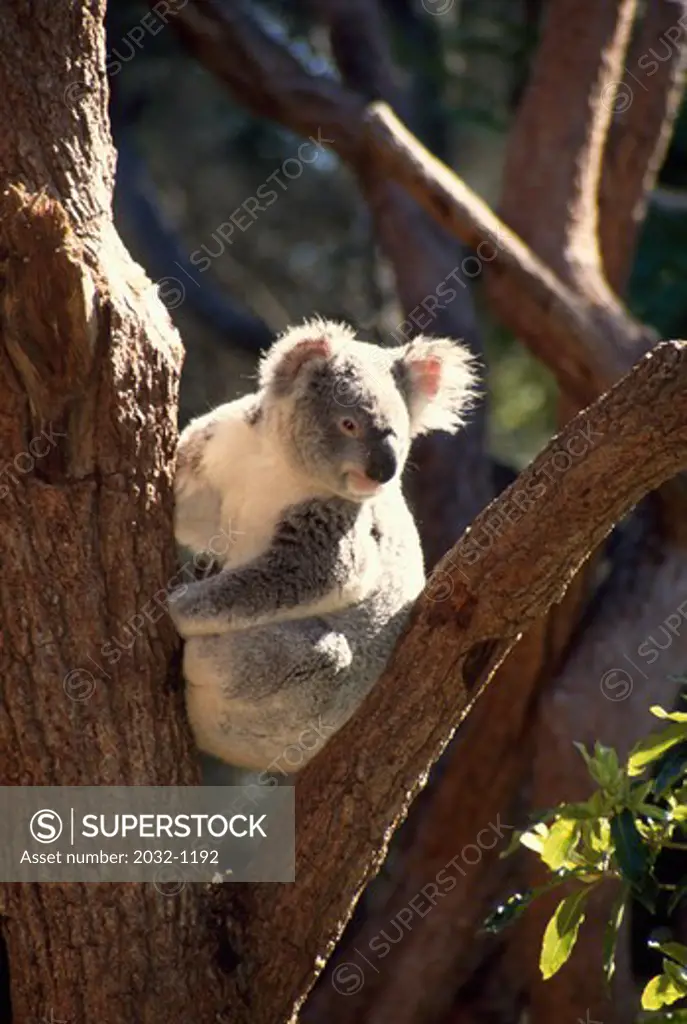 Koala (Phascolarctos cinereus) on tree