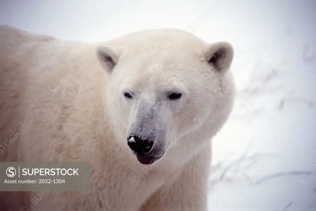 Close-up of a Polar bear (Ursus Maritimus)