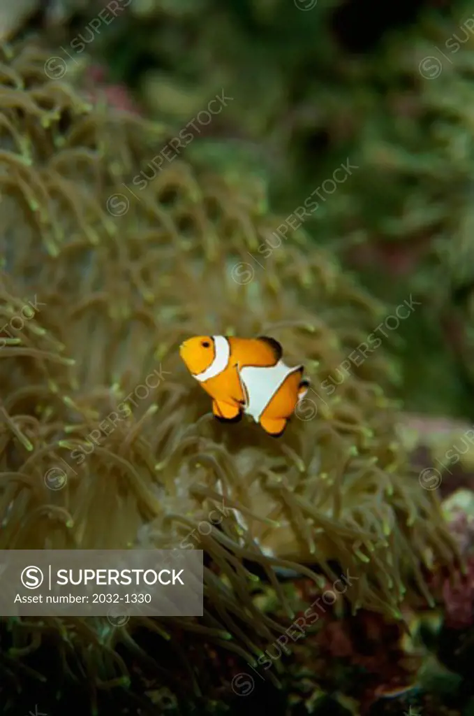 A Clownfish in the sea