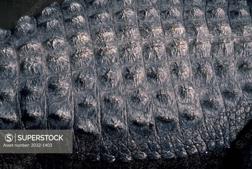 Skin of American Alligator (Alligator mississippiensis)