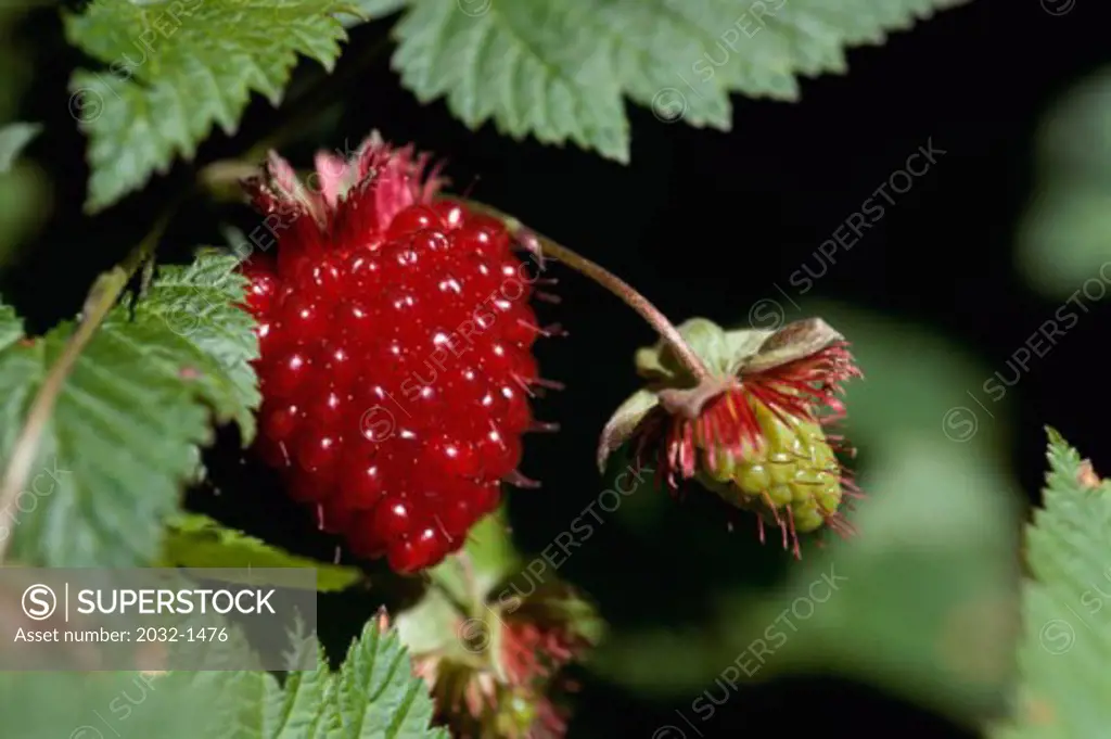 Close-up of a Salmonberry plant