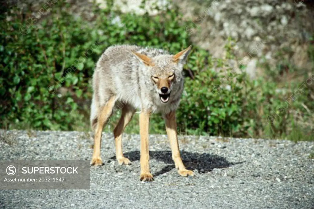 Coyote standing in a forest, Alaska, USA (Canis latrans)