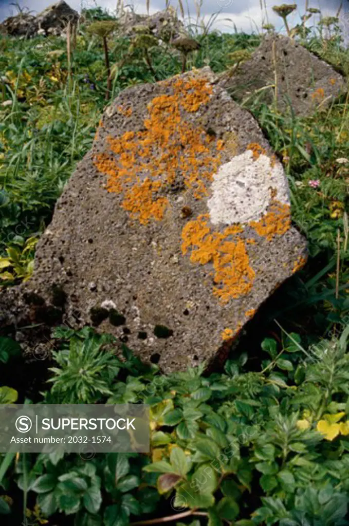 Lichens growing on a rock, Pribilof Islands, Alaska, USA