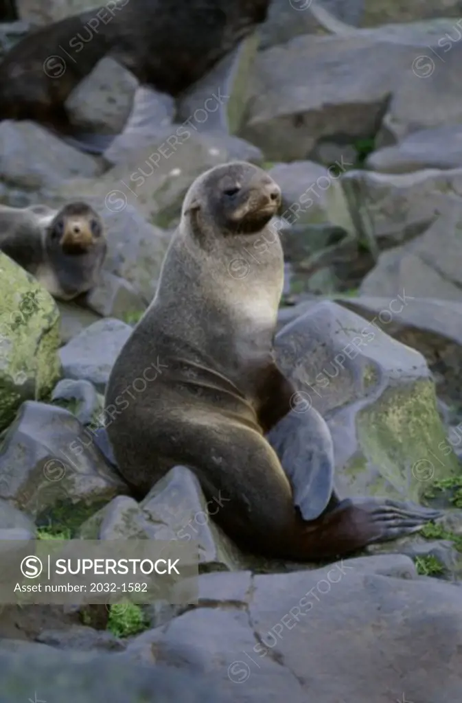 Northern Fur Seal Pribilof Islands Alaska USA