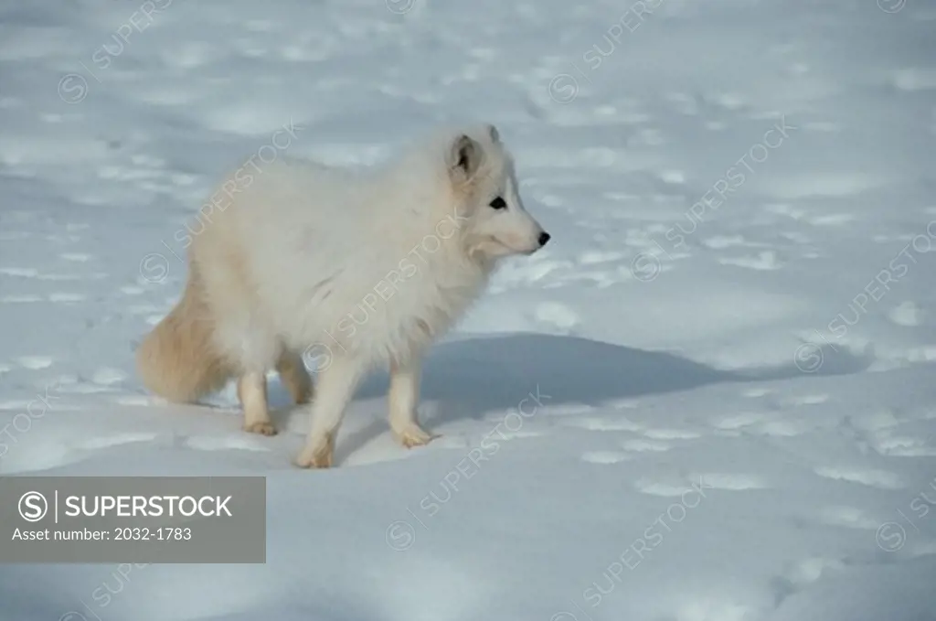 Arctic Fox standing on snow (Alopex lagopus)