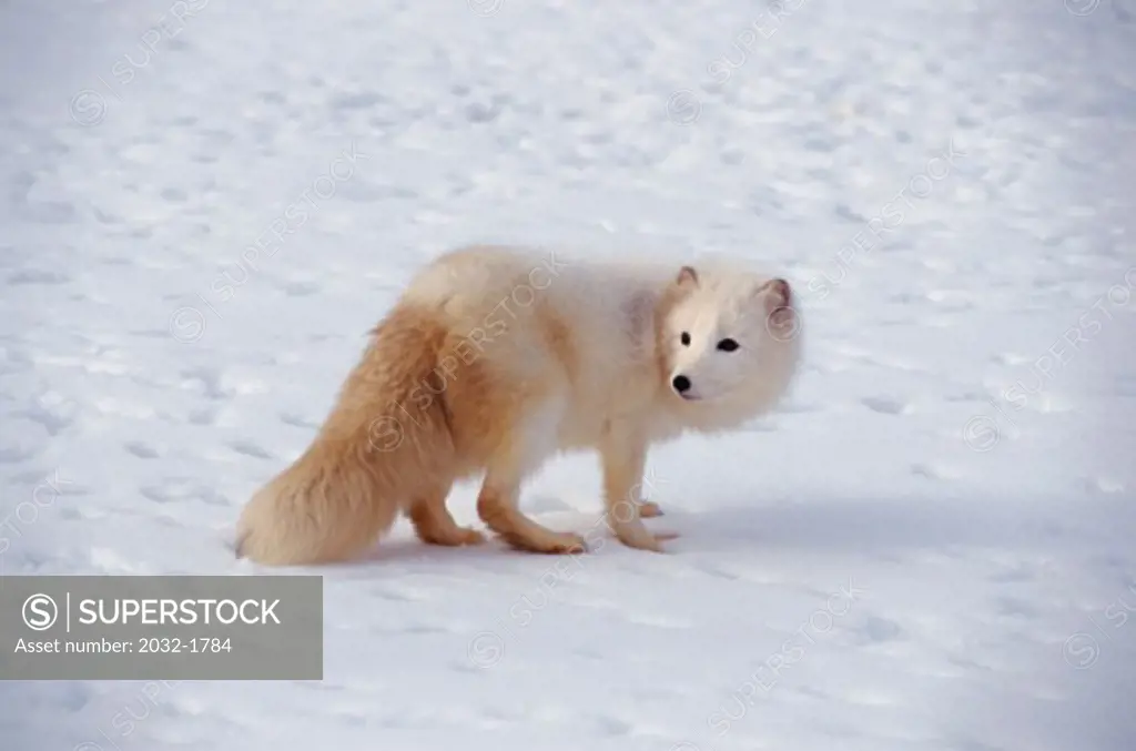 Side profile of an Arctic Fox standing on snow (Alopex lagopus)