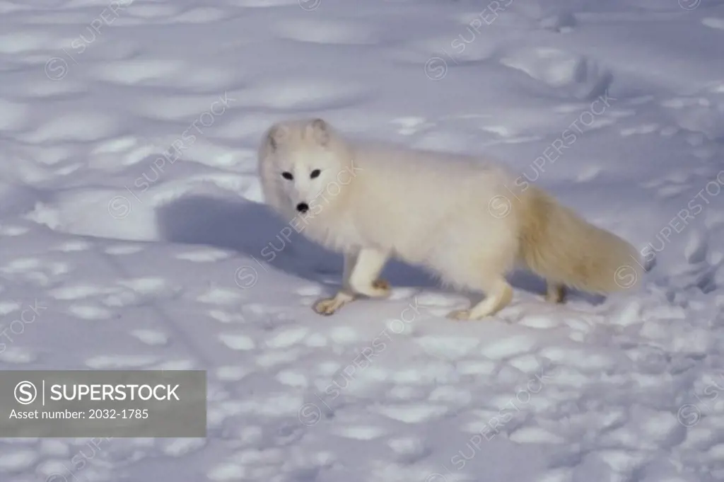 High angle view of an Arctic Fox walking on snow (Alopex lagopus)