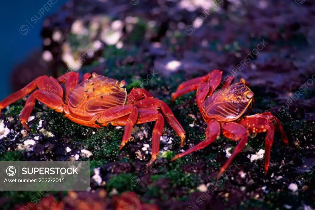 Two Sally Lightfoot Crabs on rocks (Percnon Gibbesi)