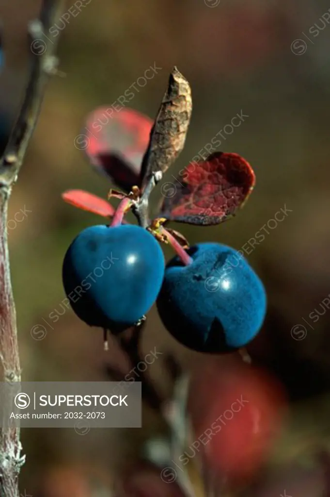 Close-up of blueberries 