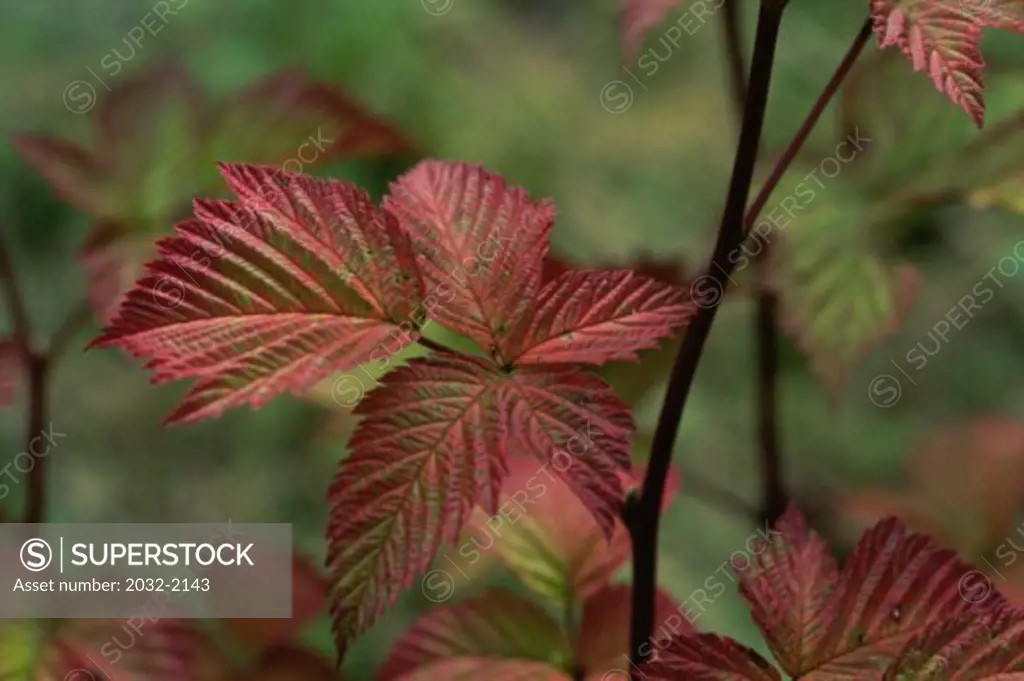 Close-up of leaves of a salmonberry plant