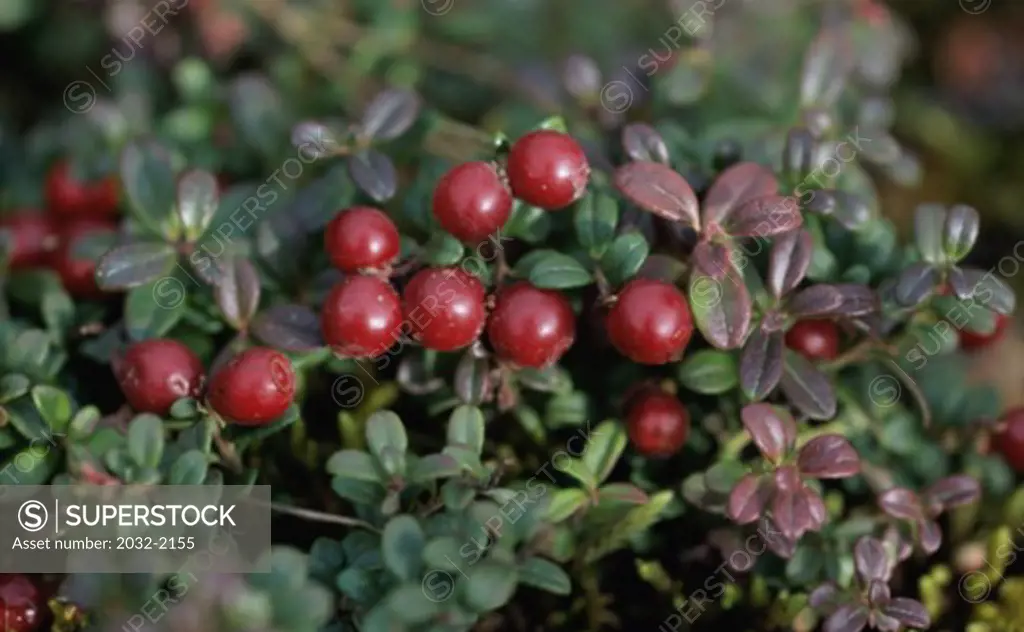 Close-up of bearberries