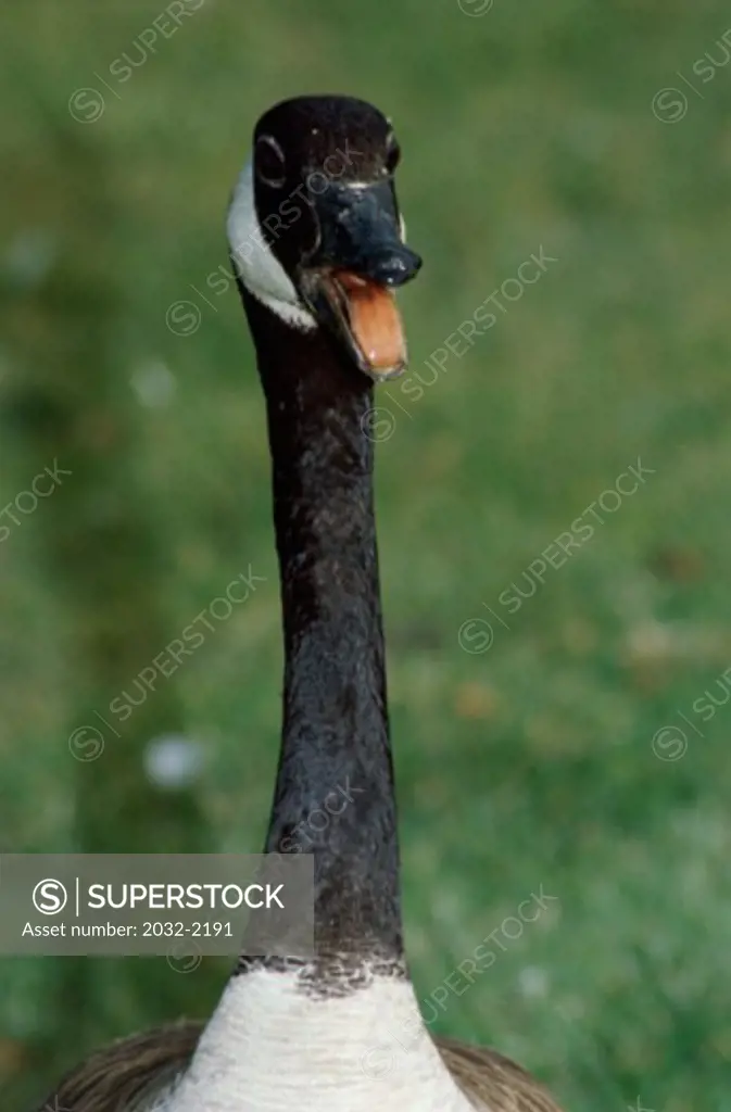 Canada Goose (Branta Canadensis)