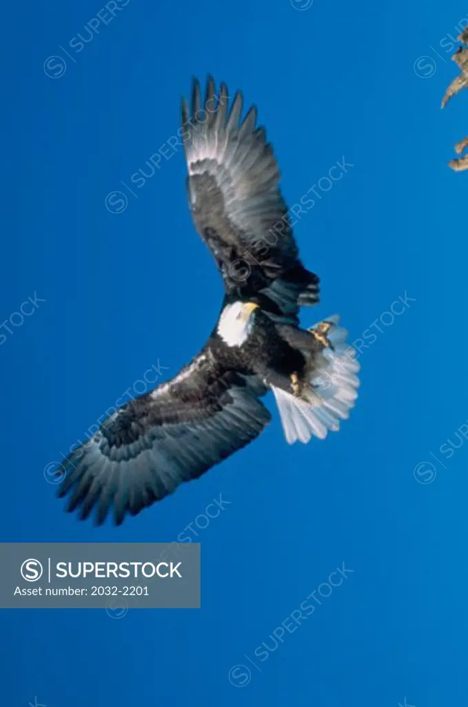 Low angle view of a Bald Eagle flying (Haliaeetus leucocephalus)